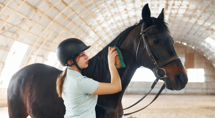 horse grooming sanitation Horse Grooming Sanitation Best Practices