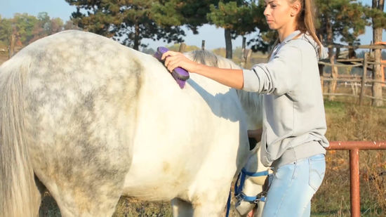 horse grooming tools guide Horse Grooming Tools Guide: Must-Have Equipment