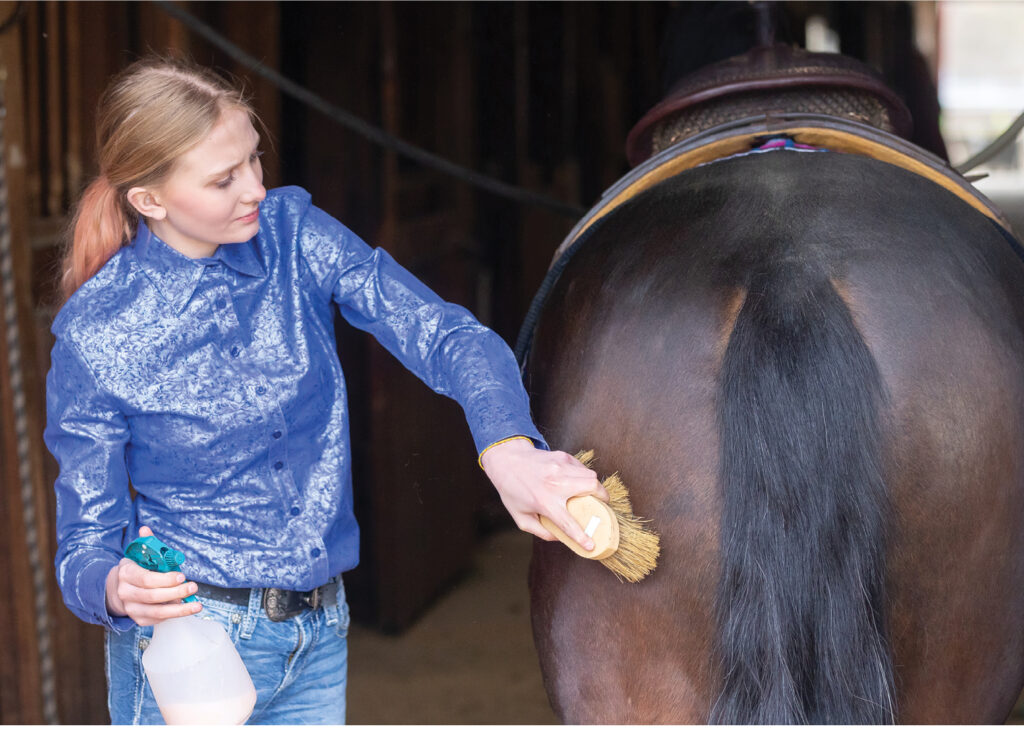 horse grooming tools guide Horse Grooming Tools Guide: Must-Have Equipment