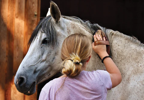 horse grooming body brush use How to Use a Body Brush for Horse Grooming