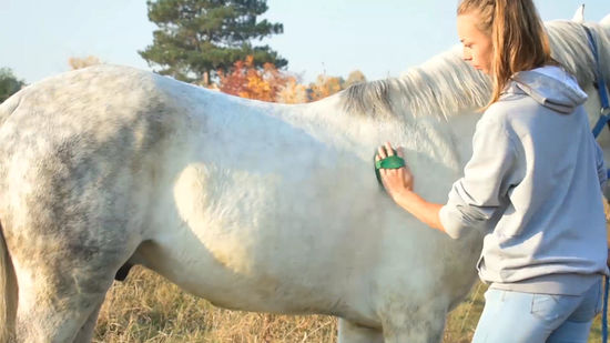 horse grooming body brush use How to Use a Body Brush for Horse Grooming