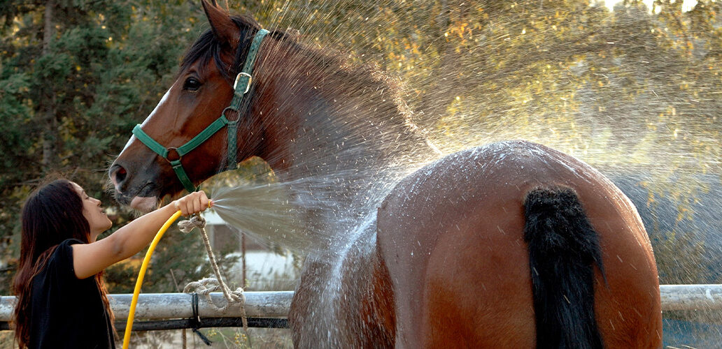 horse grooming sponge use How to Use a Sponge in Horse Grooming