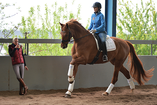 mental focus in dressage training Mental Focus in Dressage Training