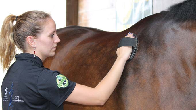 summer horse grooming tips Summer Horse Grooming Tips for Hot Weather