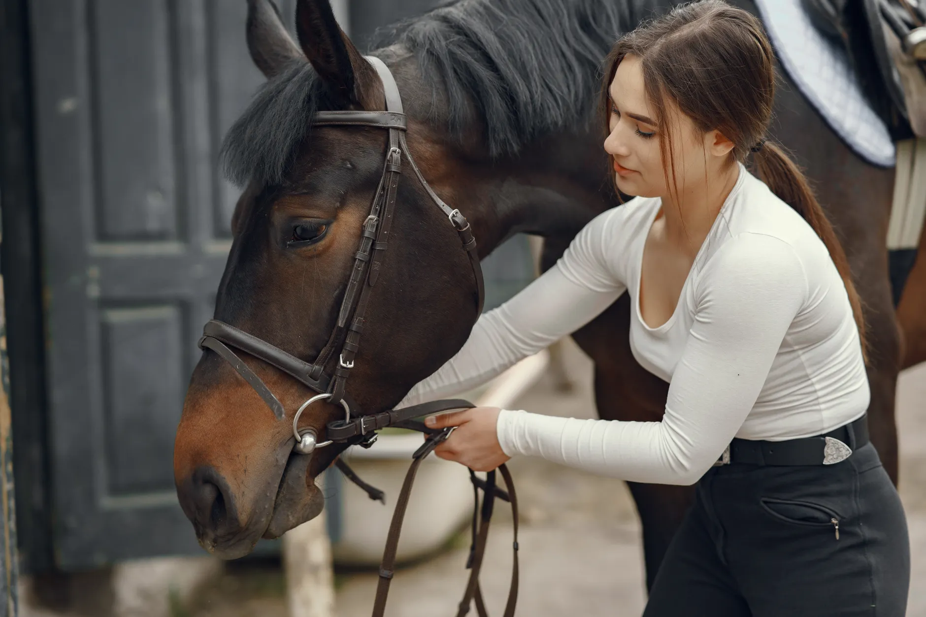 15 Best Horse Breeds for Beginners