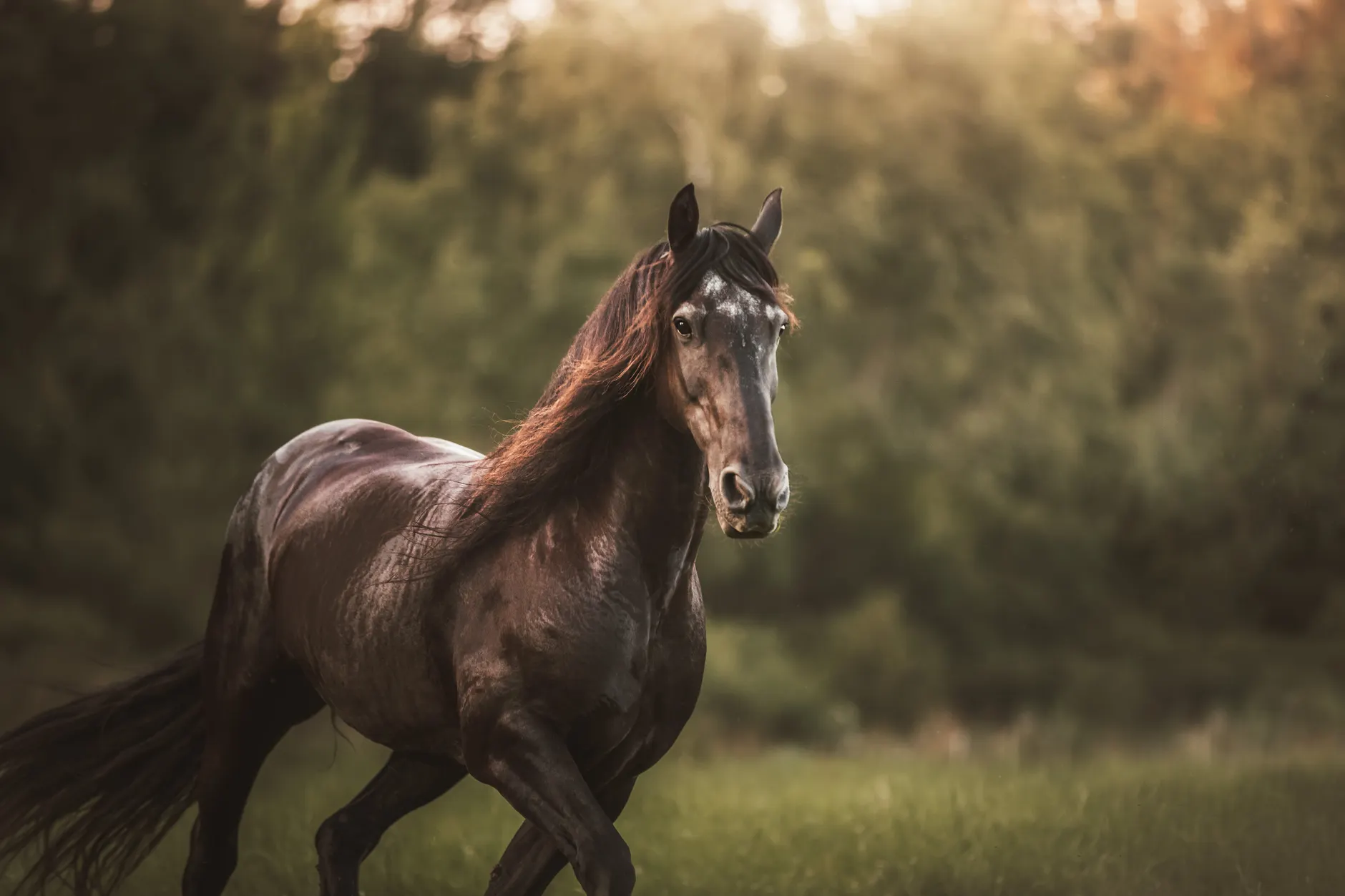 Amazing Horse Facts That Will Surprise You