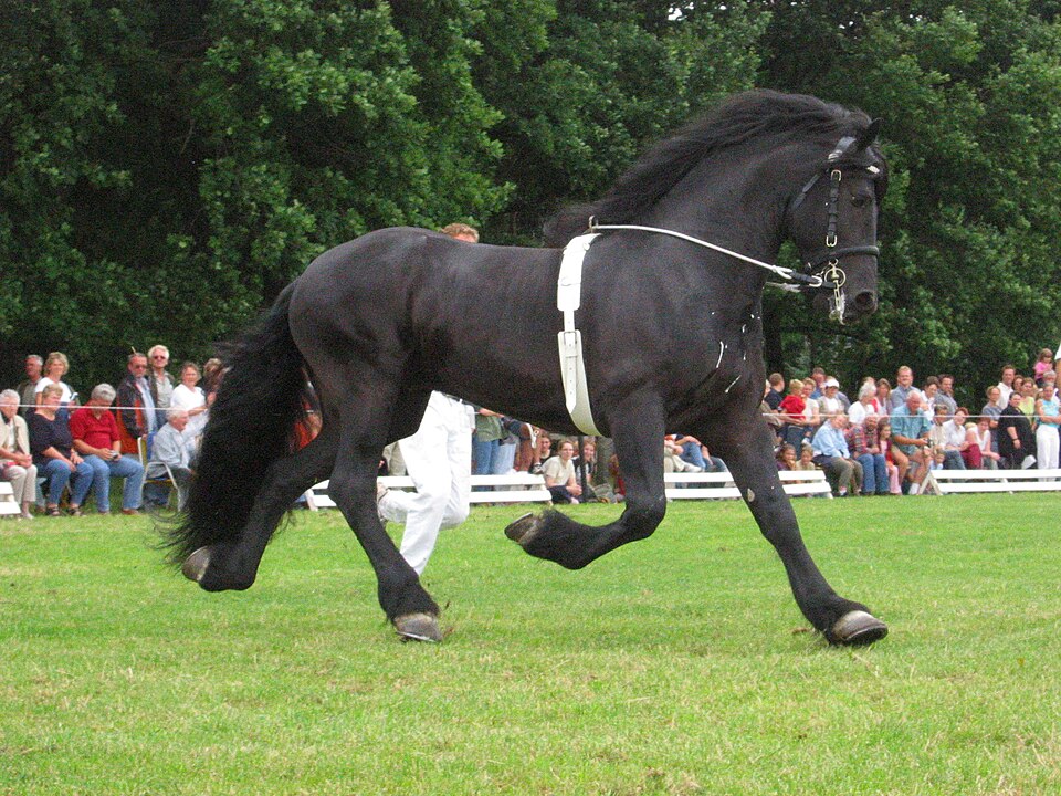 best horse breeds for dressage Best Horse Breeds for Dressage: Top Competitors and Breeds