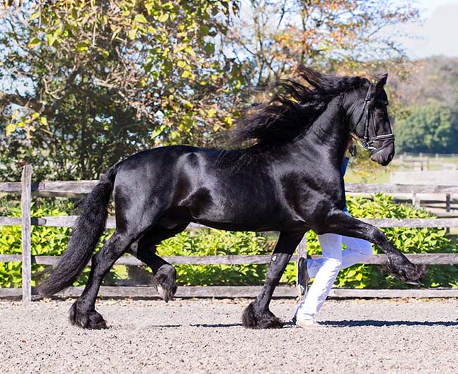 Best Tack for Friesian Horses: Saddles, Bridles, and Pads