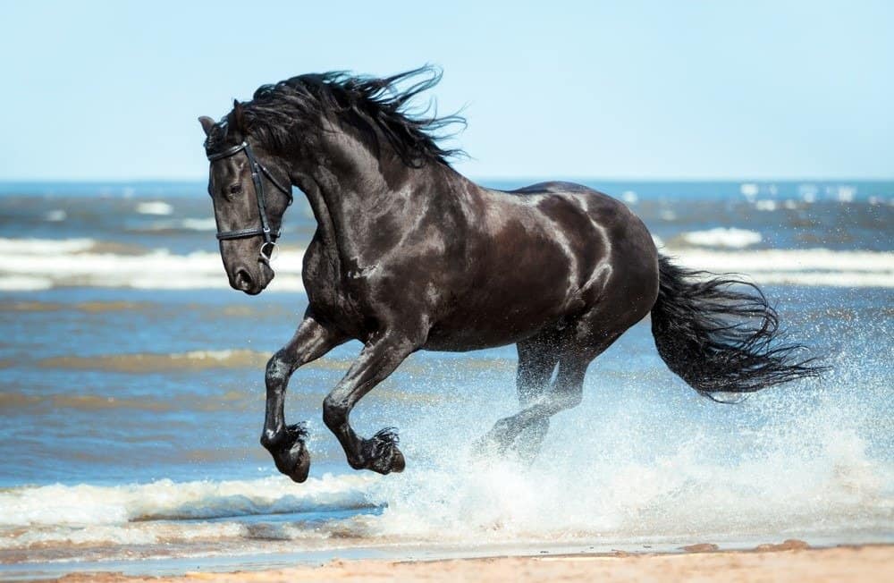 best turnout practices for Friesians Best Turnout Practices for Friesians: Safe Pasture Time Tips