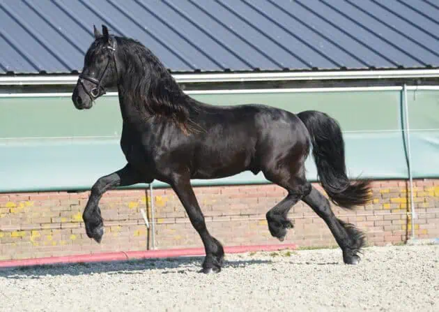 buying a Friesian horse guide Buying a Friesian Horse Guide: Checklists, Sourcing, and Prices