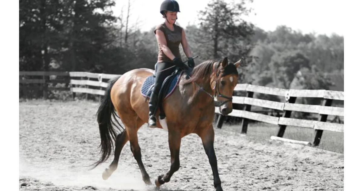 dressage training in small spaces Dressage Training in Small Spaces