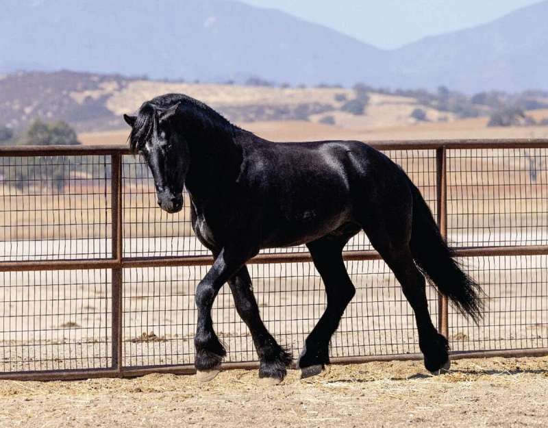 equestrian lifestyle tips Equestrian Lifestyle Tips: Balancing Barn Time and Daily Life