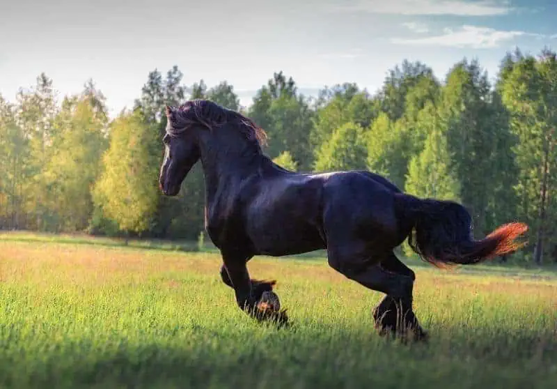 Equine Nutrition for Large Breeds: Specific Dietary Guidelines