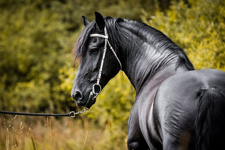 Feeding a Friesian Horse: Meet Your Equine’s Dietary Needs