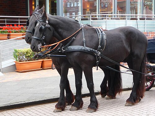first time Friesian horse owner tips First Time Friesian Horse Owner Tips: Essential Advice for Beginners