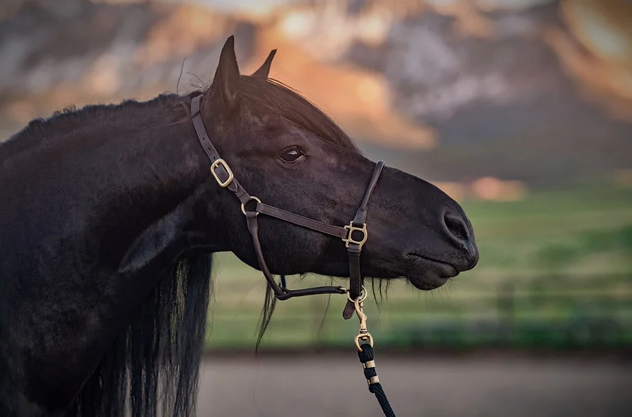 Friesian horse bloodlines explained Friesian Horse Bloodlines Explained: Main Lines and Genetics