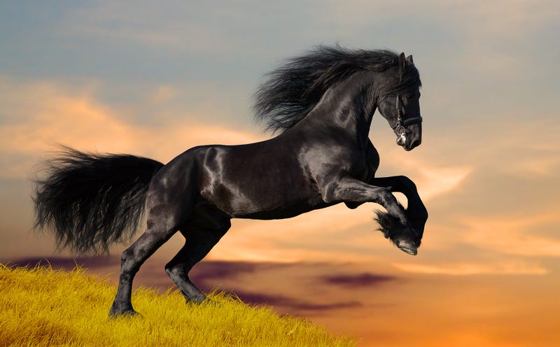 Friesian Horse Budgeting Tips: Manage Feed, Tack, and Vet Bills