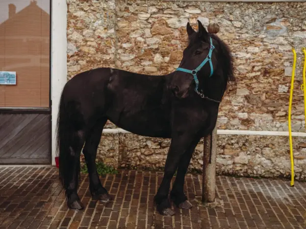 Friesian horse carriage driving Friesian Horse Carriage Driving: Equipment and Technique Guide