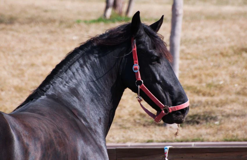 Friesian horse colors explained Friesian Horse Colors Explained: More Than Just Solid Black