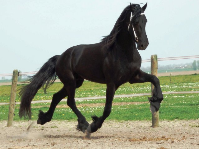 Friesian horse conditioning program Friesian Horse Conditioning Program: Peak Performance Guide