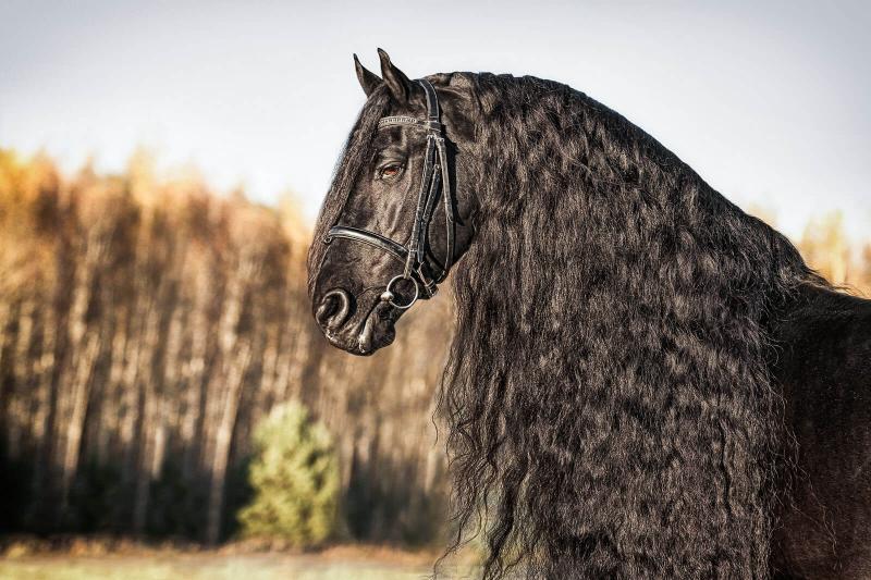 Friesian Horse Dressage Training: Master High-Action Movements