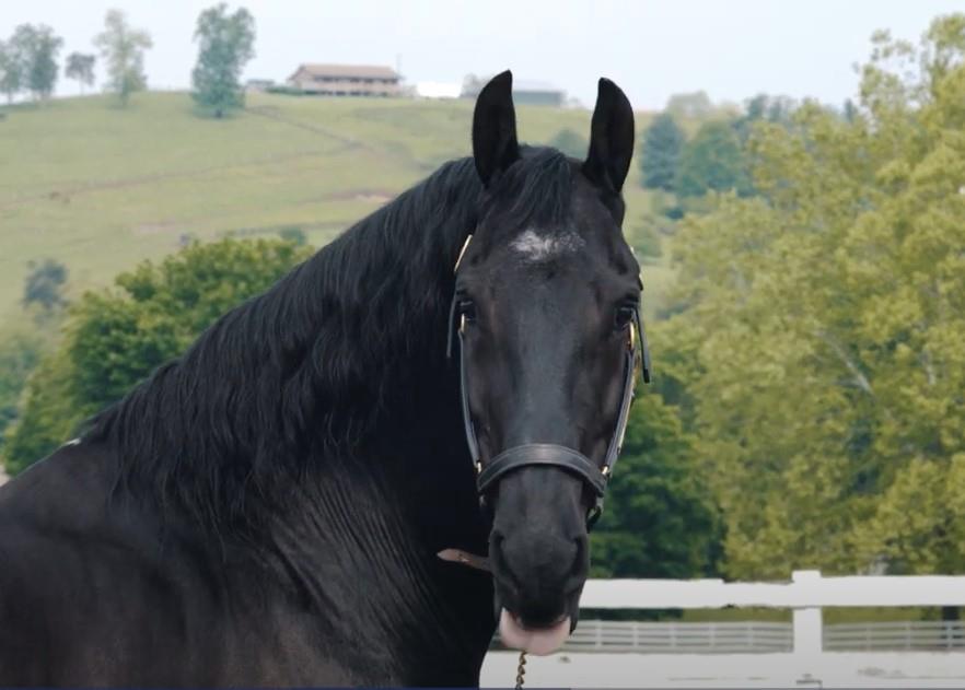 Friesian horse driving competitions Friesian Horse Driving Competitions: Rules and Scoring Basics