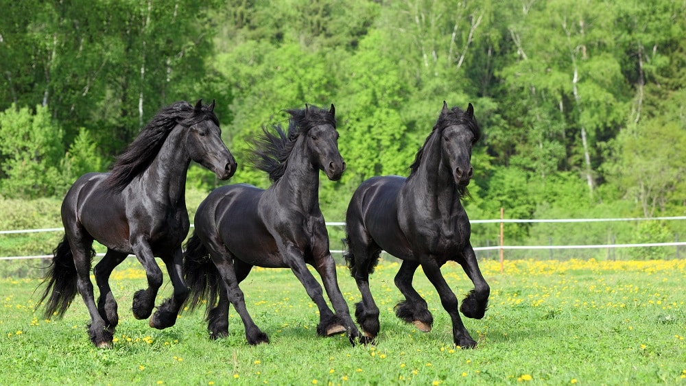 Friesian Horse Enrichment Ideas: Toys and Boredom Busters