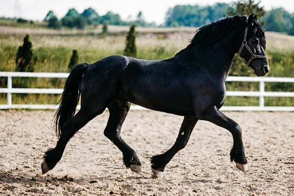 Friesian Horse Feathering Explained: Care and Maintenance Tips