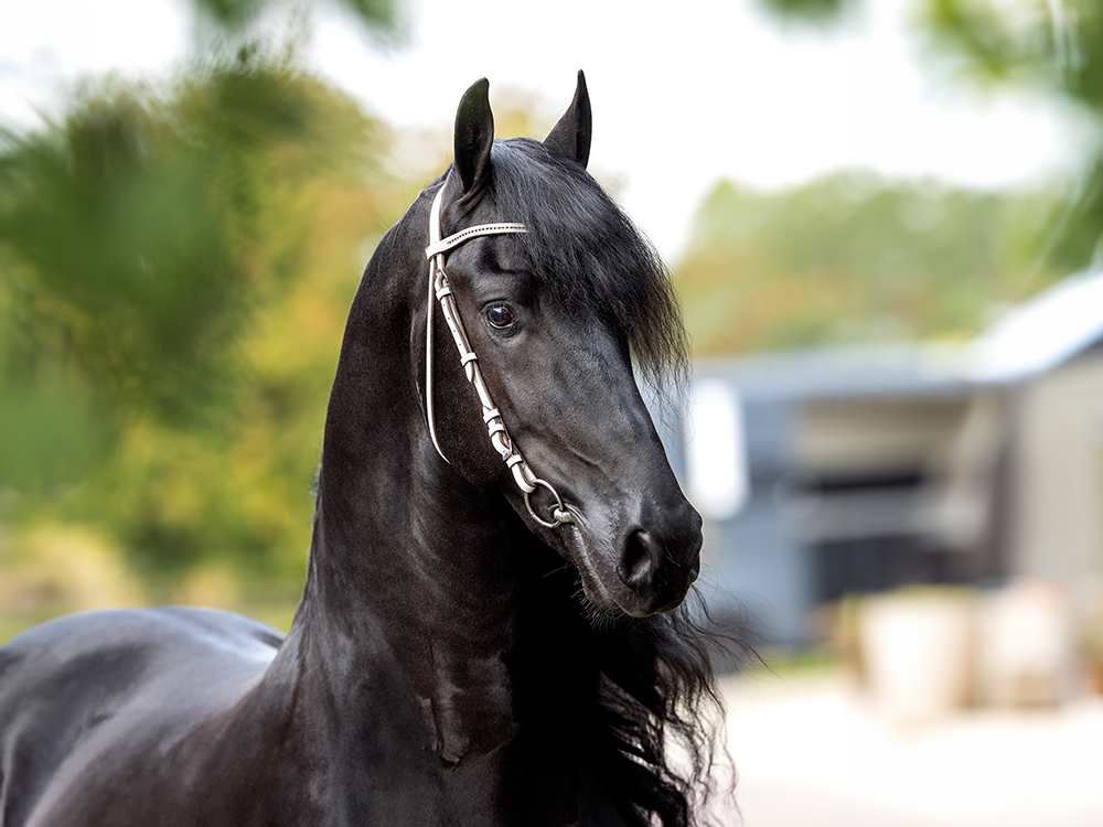 Friesian horse first aid basics Friesian Horse First Aid Basics: Essential Emergency Supplies