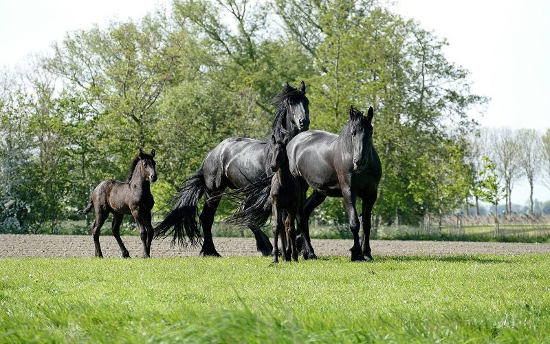 Friesian horse genetics guide Friesian Horse Genetics Guide: Traits, Inheritances, and Health