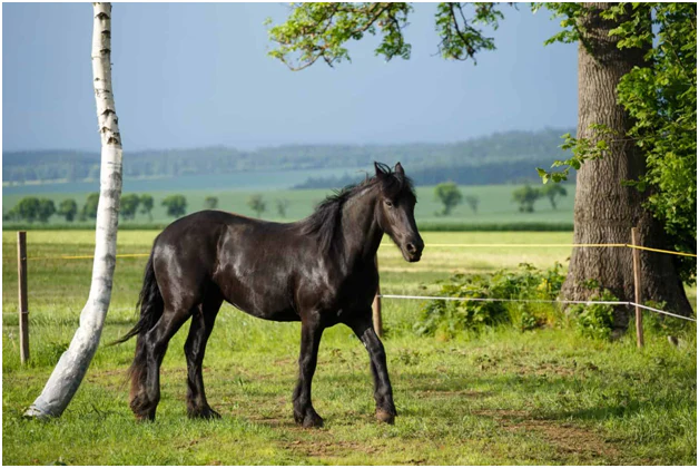 Friesian horse growth stages Friesian Horse Growth Stages: From Foal to Full Mature Adult