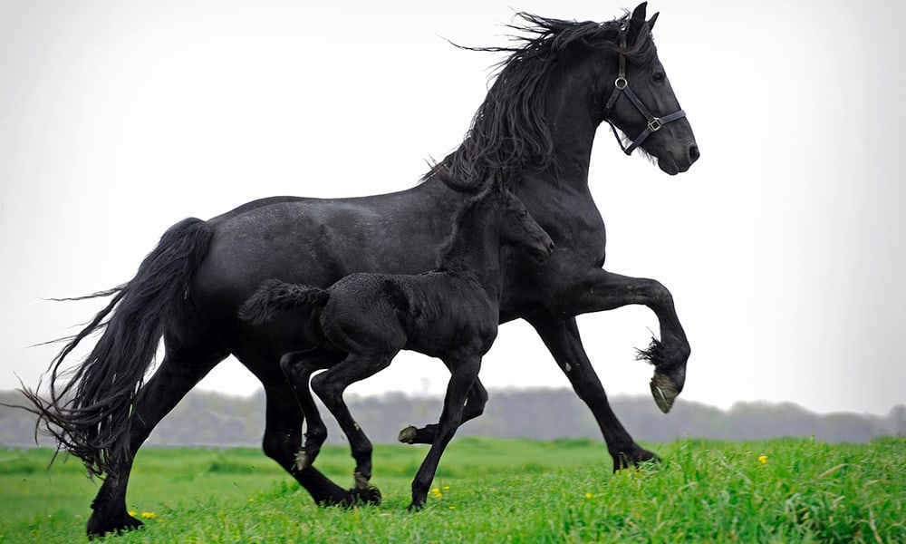 Friesian horse in movies and media Friesian Horse in Movies and Media: Hollywood's Favorite Breed