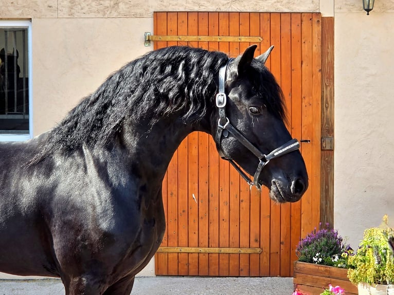 Friesian horse insurance guide Friesian Horse Insurance Guide: Medical and Mortality Coverage