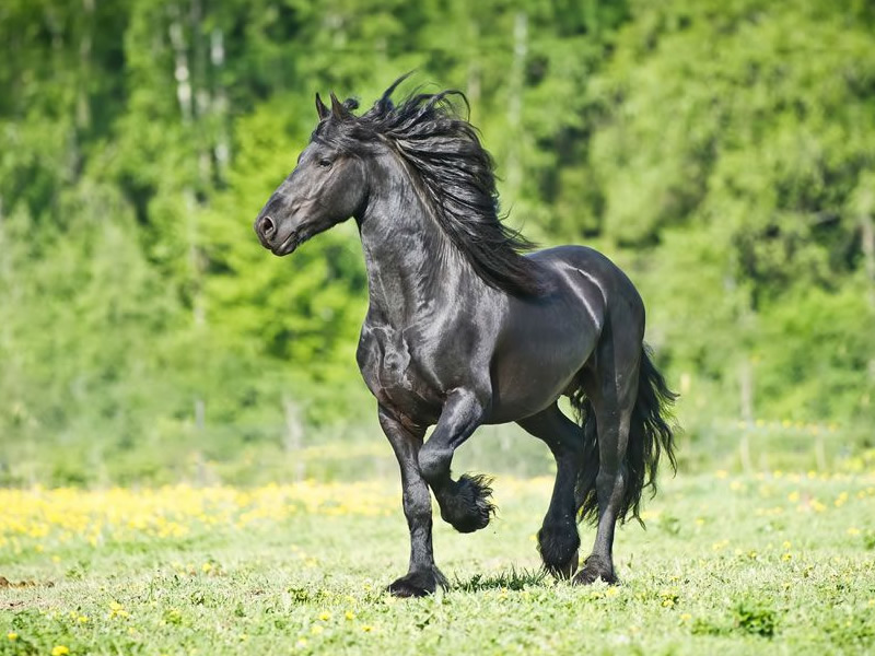 Friesian horse intelligence Friesian Horse Intelligence: How Smart is This Equine Breed?