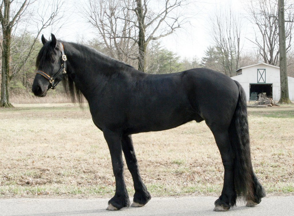 Friesian Horse Movement Characteristics: Powerful and Proud