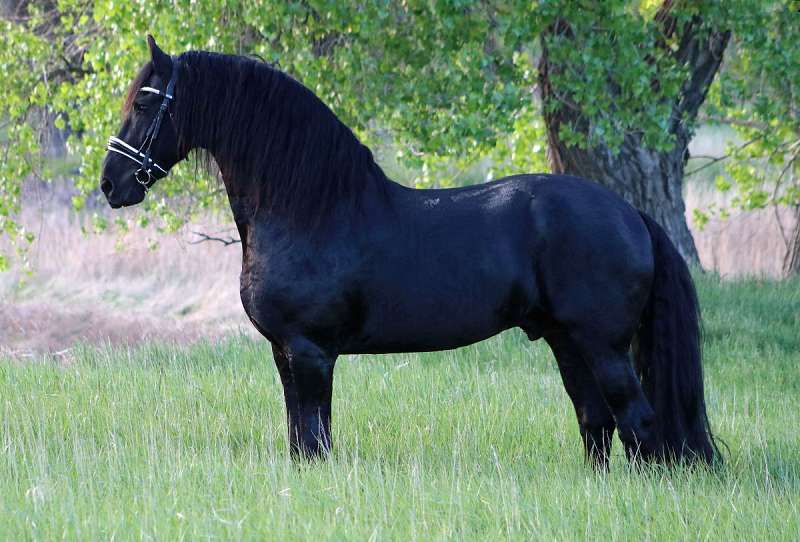 Friesian horse ownership guide Friesian Horse Ownership Guide: Responsibilities and Realities