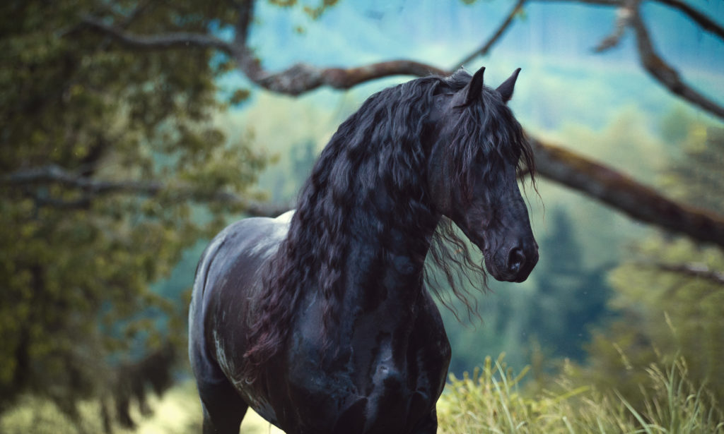 Friesian horse performance sports Friesian Horse Performance Sports: Competition Categories