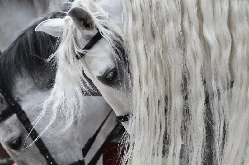 Friesian horse pregnancy guide Friesian Horse Pregnancy Guide: Timeline and Mare Management