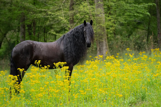 Friesian horse recreational riding Friesian Horse Recreational Riding: Fun Activities for Owners