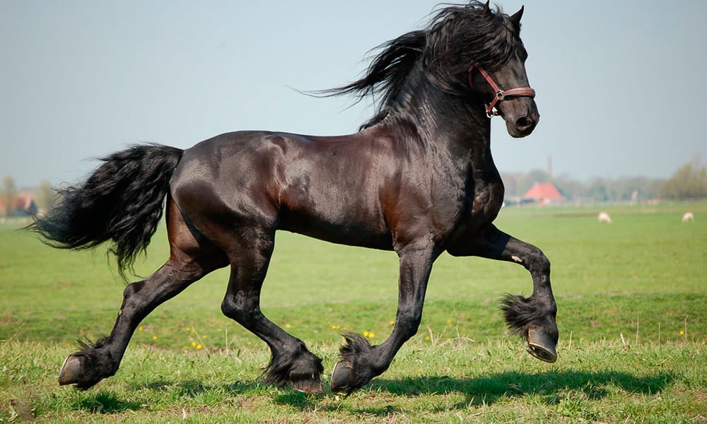 Friesian horse registry information Friesian Horse Registry Information: Registration and Rules