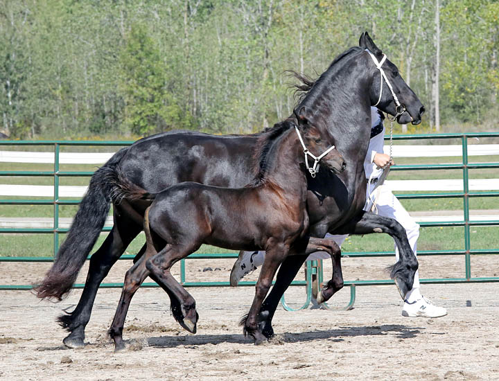 Friesian horse saddle fitting guide Friesian Horse Saddle Fitting Guide: Find the Perfect Fit