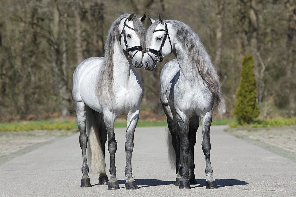 Friesian Horse Size and Height: How Big Do They Get?