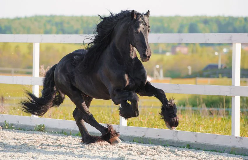 Friesian horse skin care Friesian Horse Skin Care: Treatment for Pastern Dermatitis