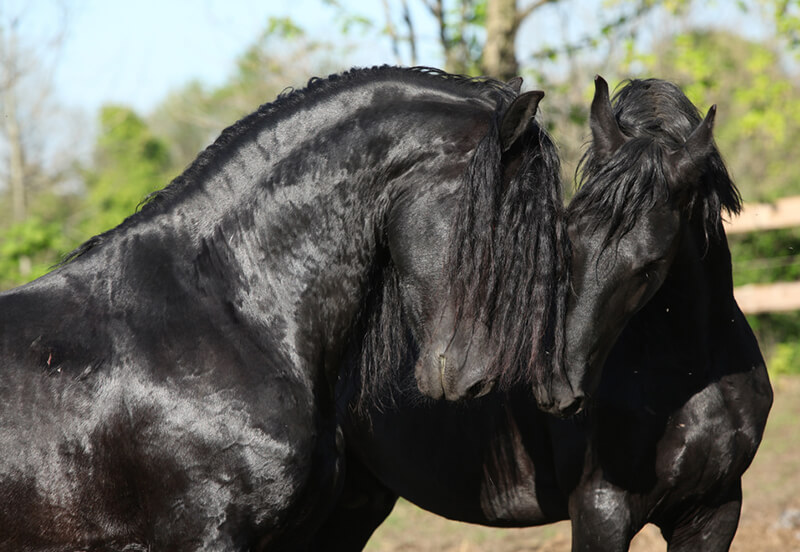 Friesian Horse Temperament: Gentle Giants of the Equine World