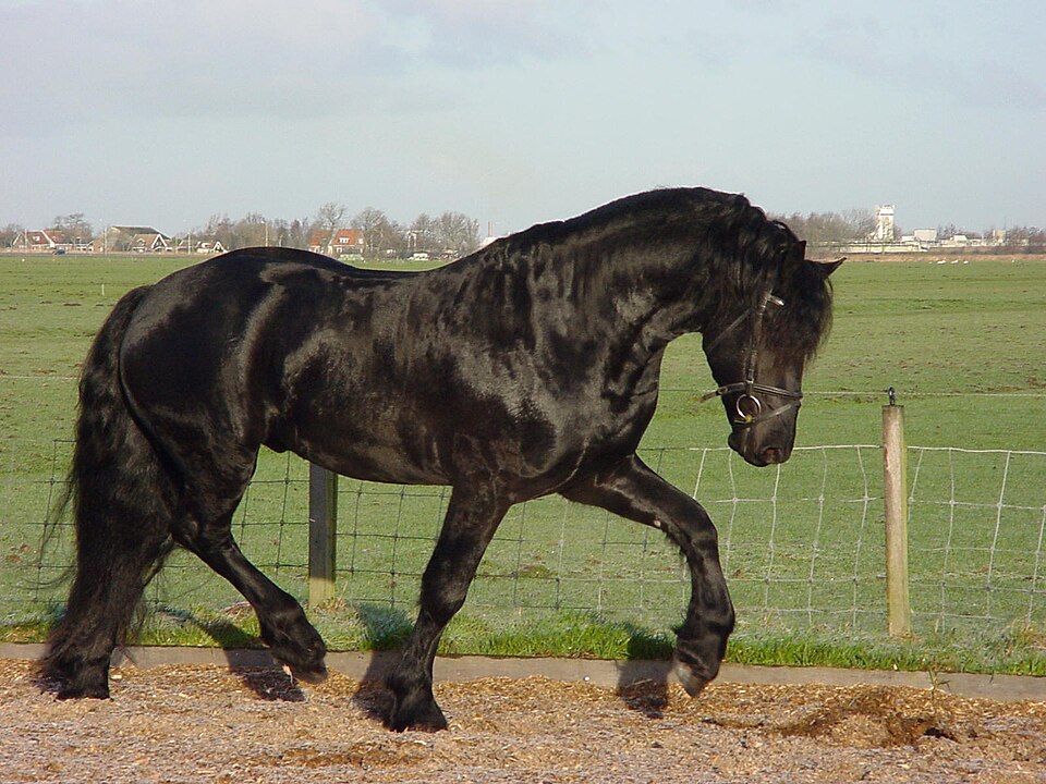 Friesian horse training mistakes to avoid Friesian Horse Training Mistakes to Avoid: Expert Advice