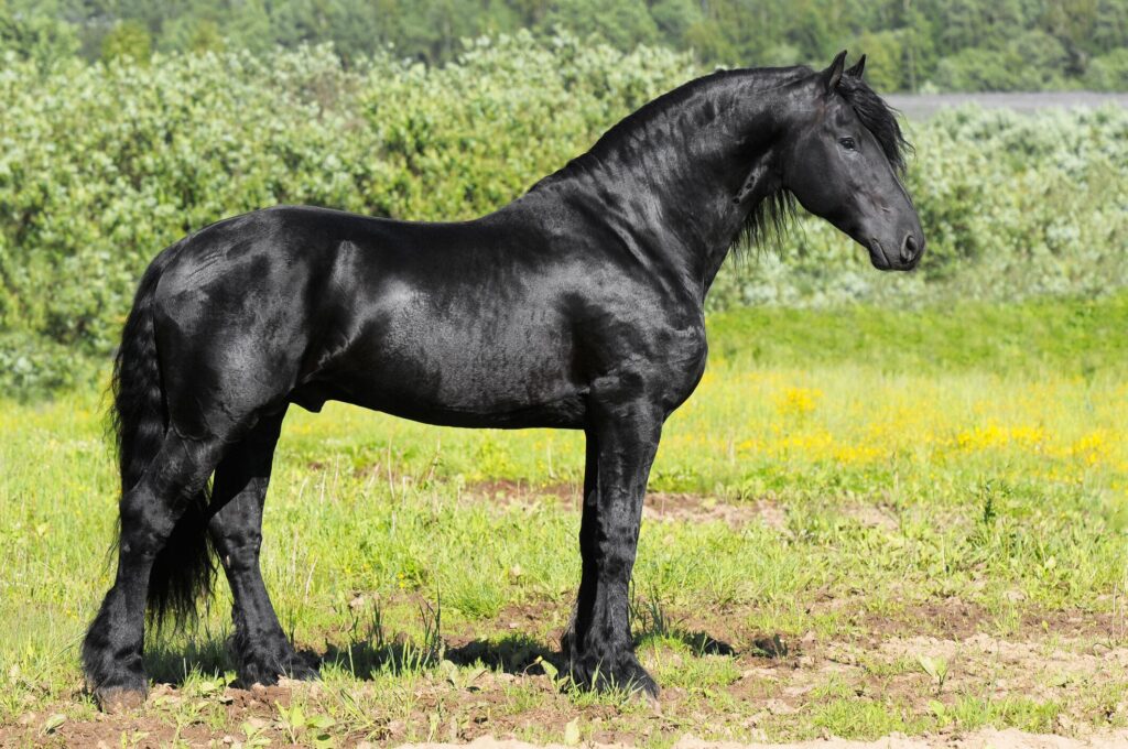 Friesian horse vaccination guide Friesian Horse Vaccination Guide: Essential Equine Shots