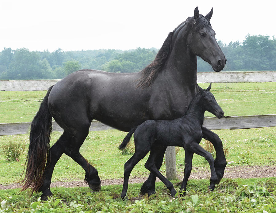 Friesian horse vs Andalusian Friesian Horse vs Andalusian: Breed Characteristics Compared