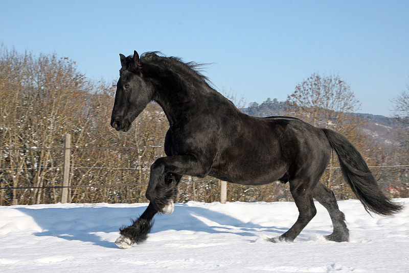 Friesian Horse Weight Management: Keep Your Horse Fit and Healthy