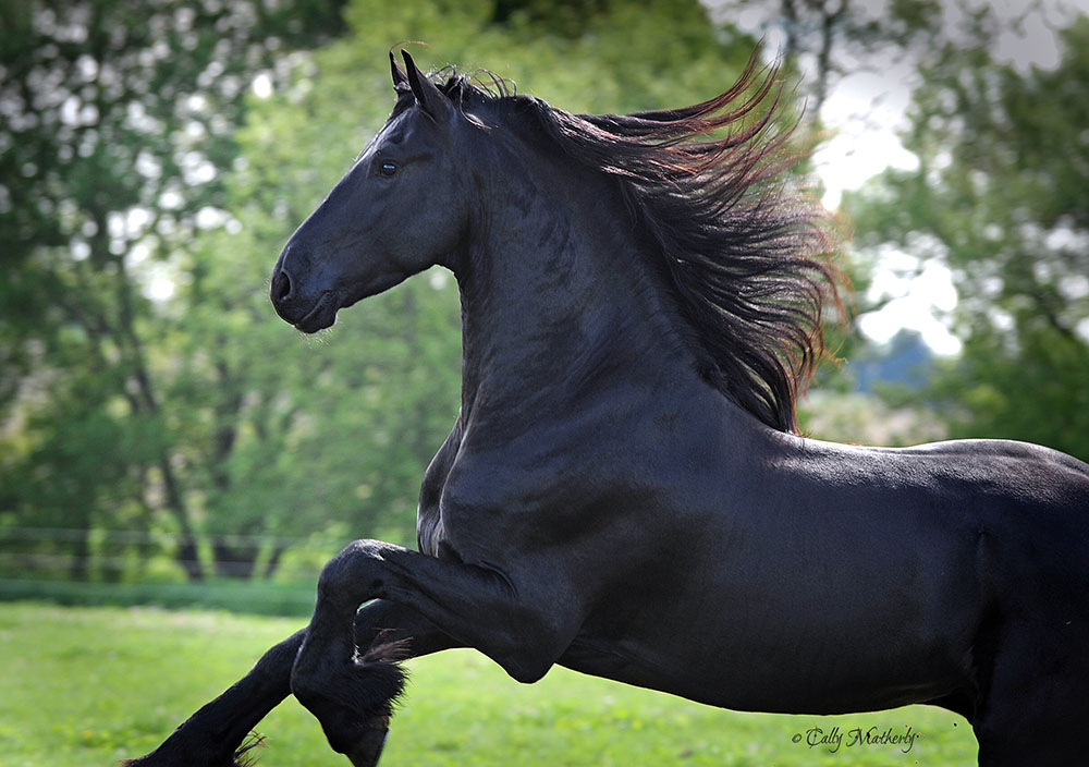 Halter Training a Friesian Horse: A Gentle Step-by-Step Guide