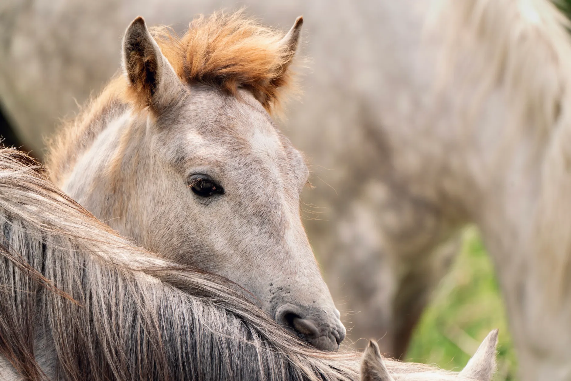 Horse Anatomy Explained with Diagrams